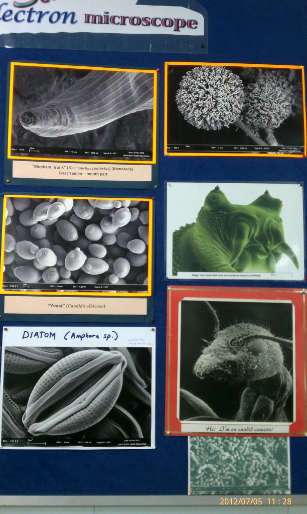 Biological (7)