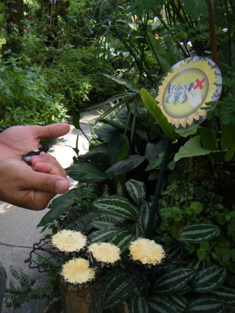 Butterfly Garden (13)