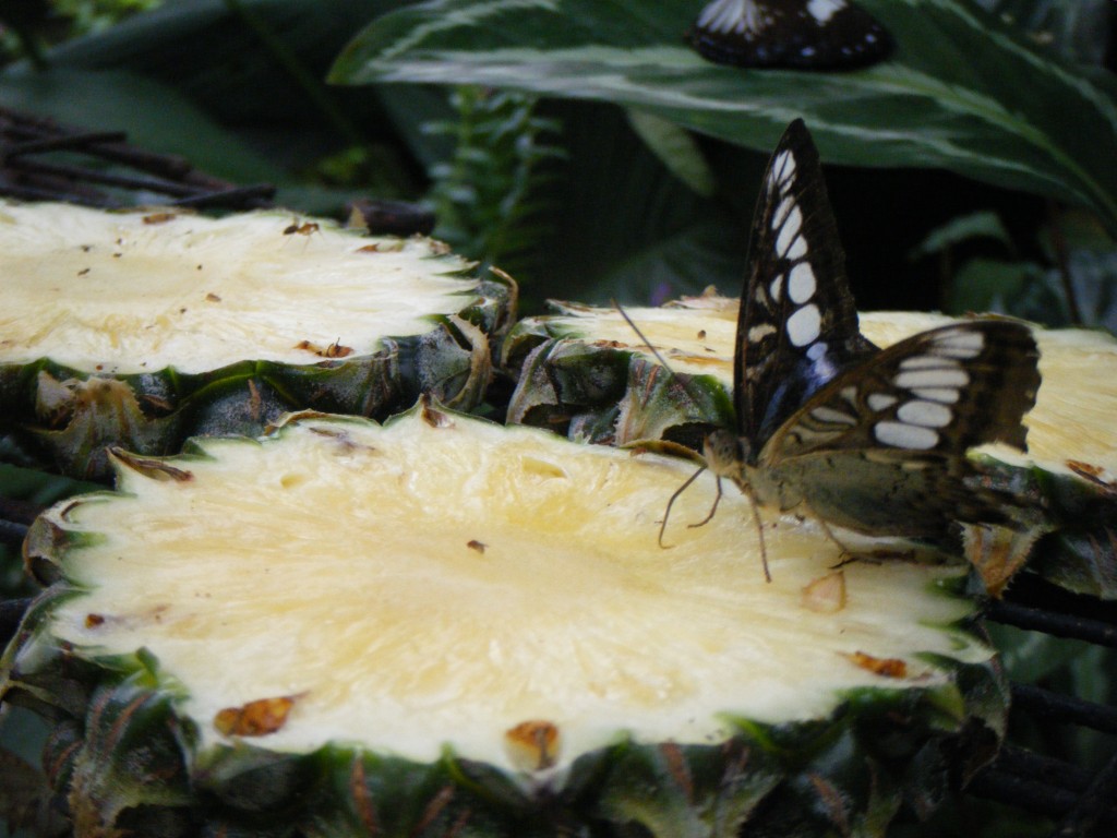 Butterfly Garden (14)