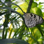 Butterfly Garden (19)