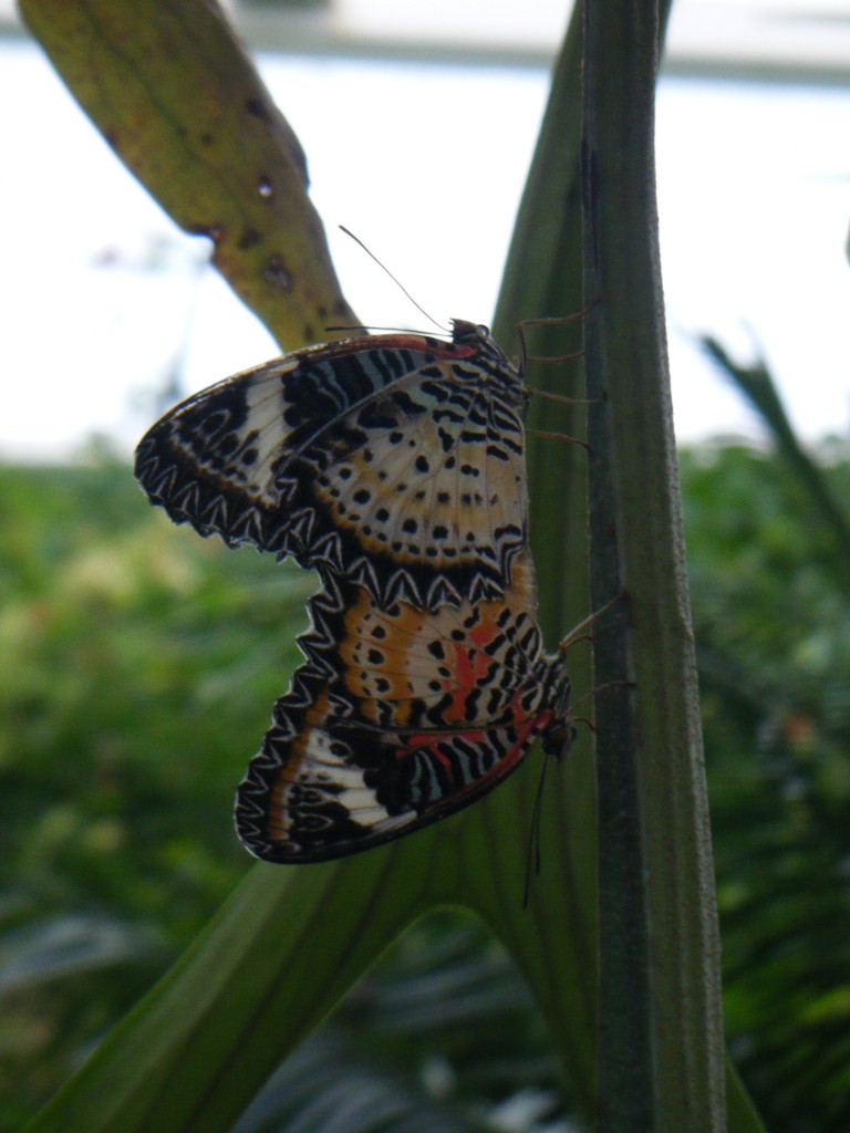 Butterfly Garden (27)