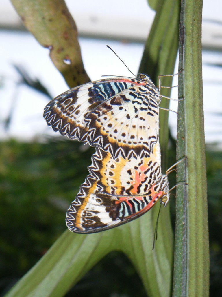 Butterfly Garden (28)