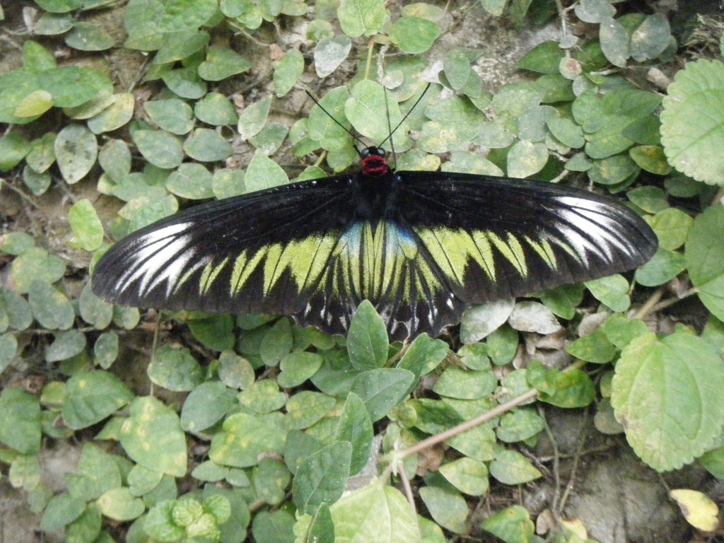 Butterfly Garden (30)