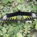 Butterfly Garden (30)