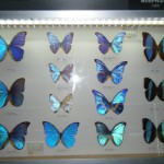 Butterfly Garden (45)