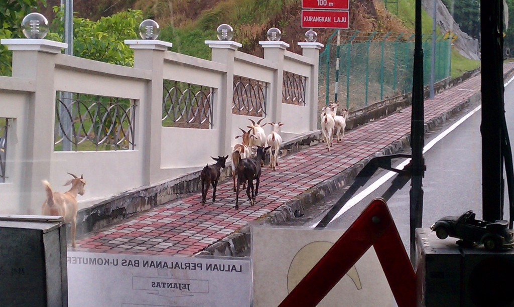 Goats just came out of nowhere!