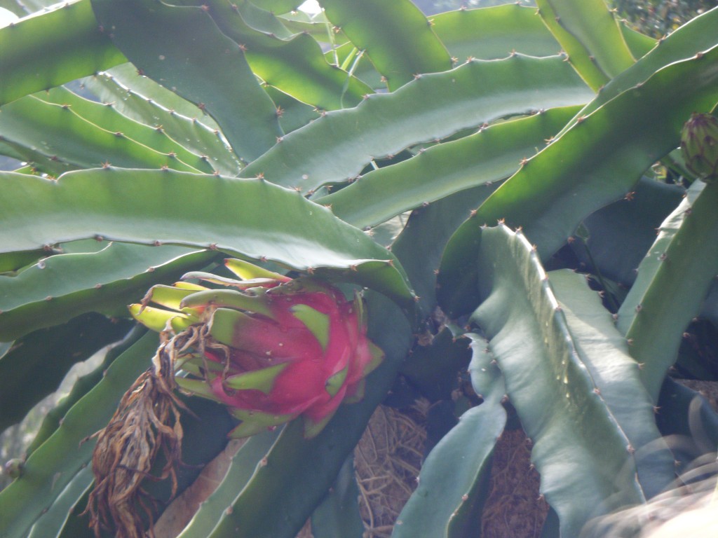 Tropical Fruit Farm Penang (19)