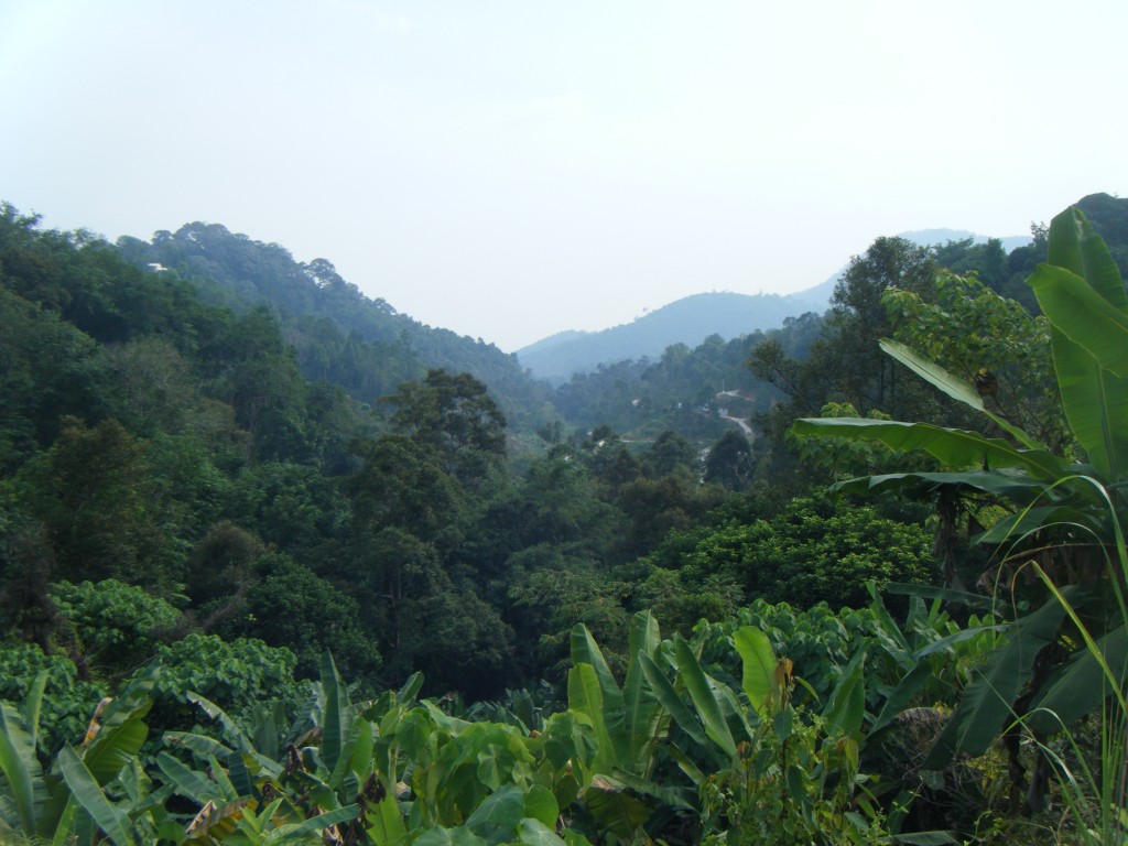 Tropical Fruit Farm Penang (4)