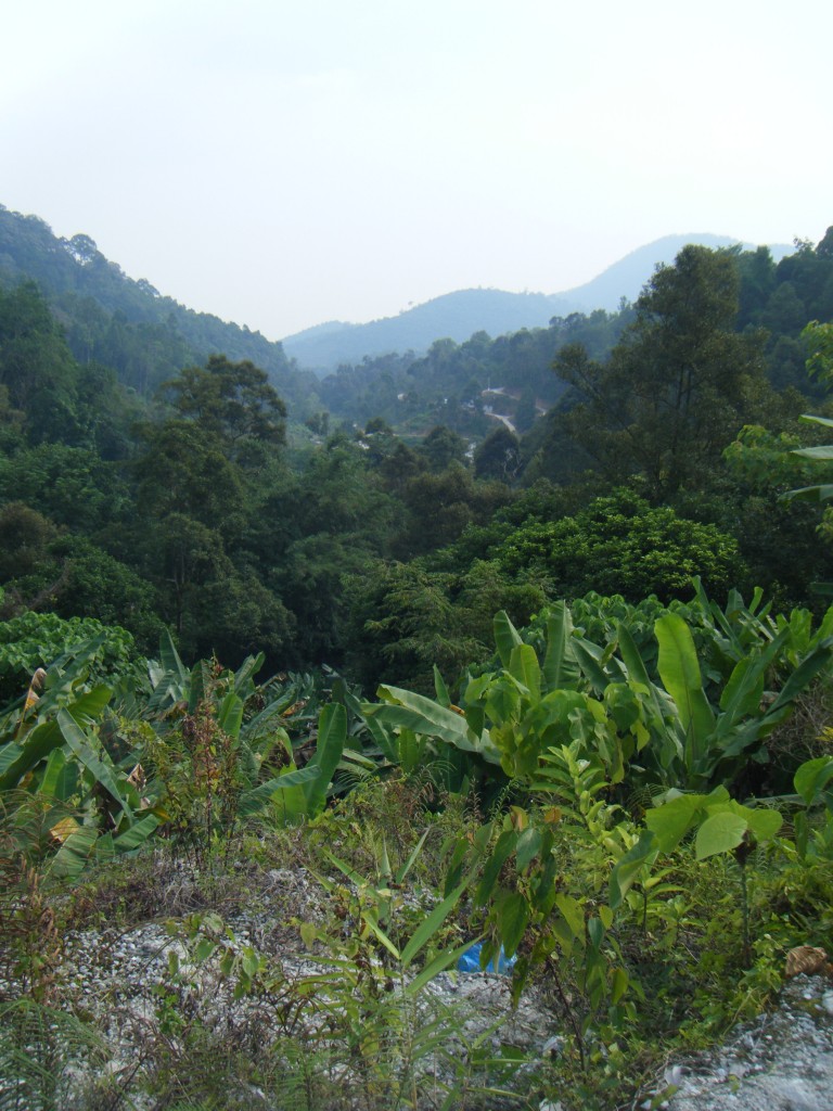 Tropical Fruit Farm Penang (6)