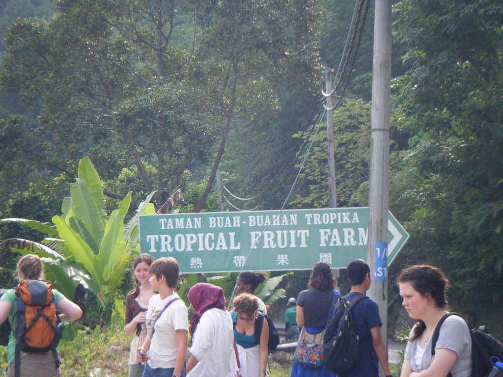 Tropical Fruit Farm Penang (7)