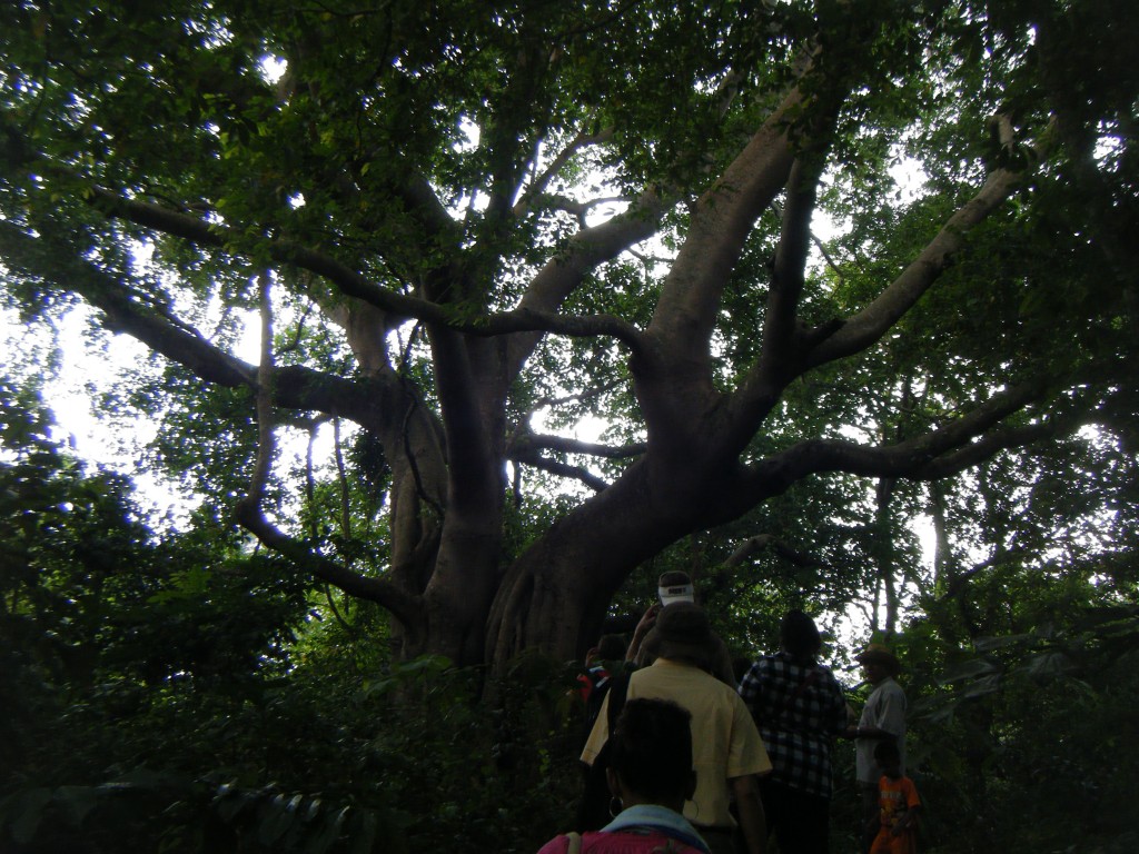 Youth Park Lecture Huge Tree